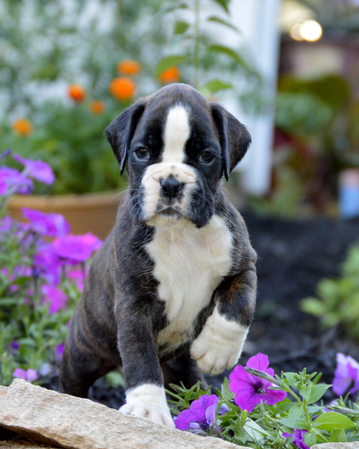 boxer puppies indiana brindle boxer puppies indiana 4k wallpapers boxer puppies indiana brindle boxer puppies indiana 4k wallpapers