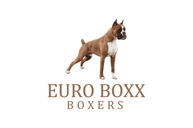 Euro Boxx Boxers ~ European Boxer Breeder ~ Best European Pedigree in the United States