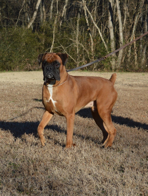 older boxer dogs for sale