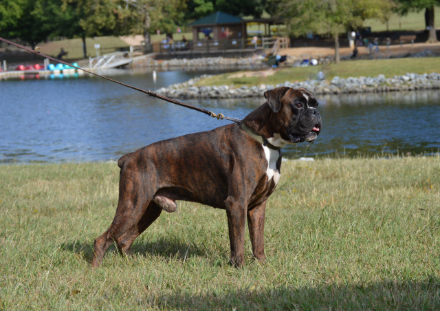 boxer dog studs near me